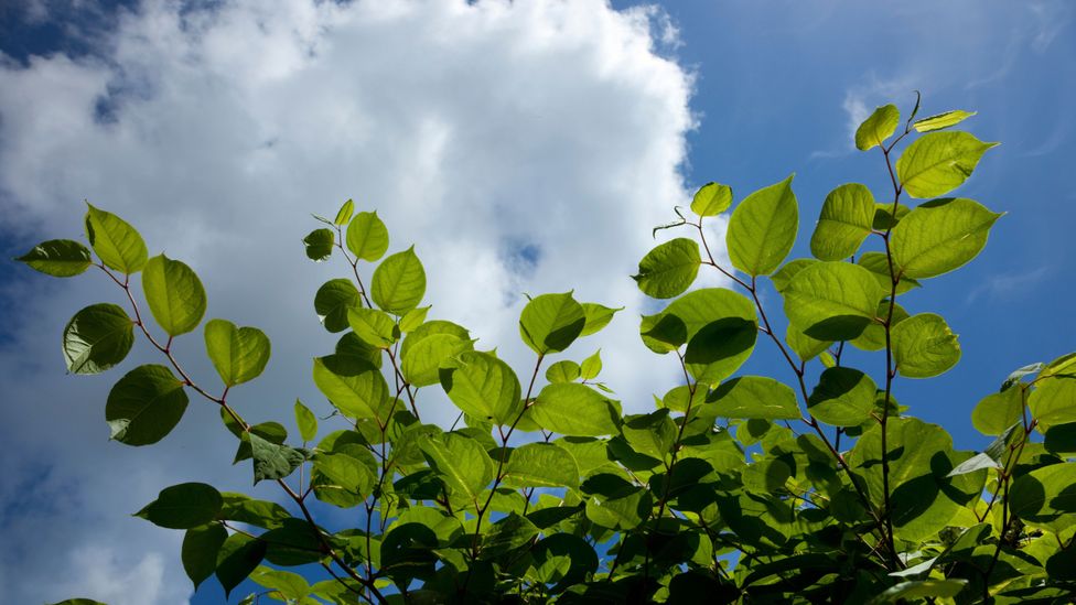 A Japanese knotweed plant, seen against the sky (Credit: Alamy)