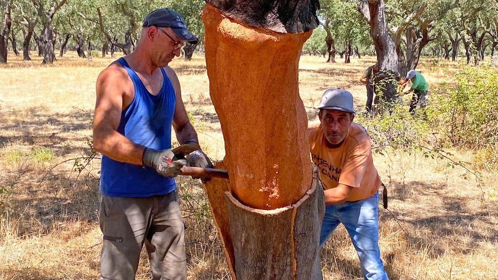 The bark is cut from cork oaks in planks using axes every nine years, but it can take 25 years before a tree is mature enough to be harvested (Credit: Alastair Leithead)