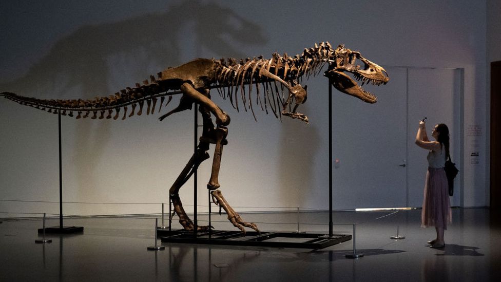 One reason that mammals outlived the dinosaurs is because they had adaptable diets (Credit: Getty Images)