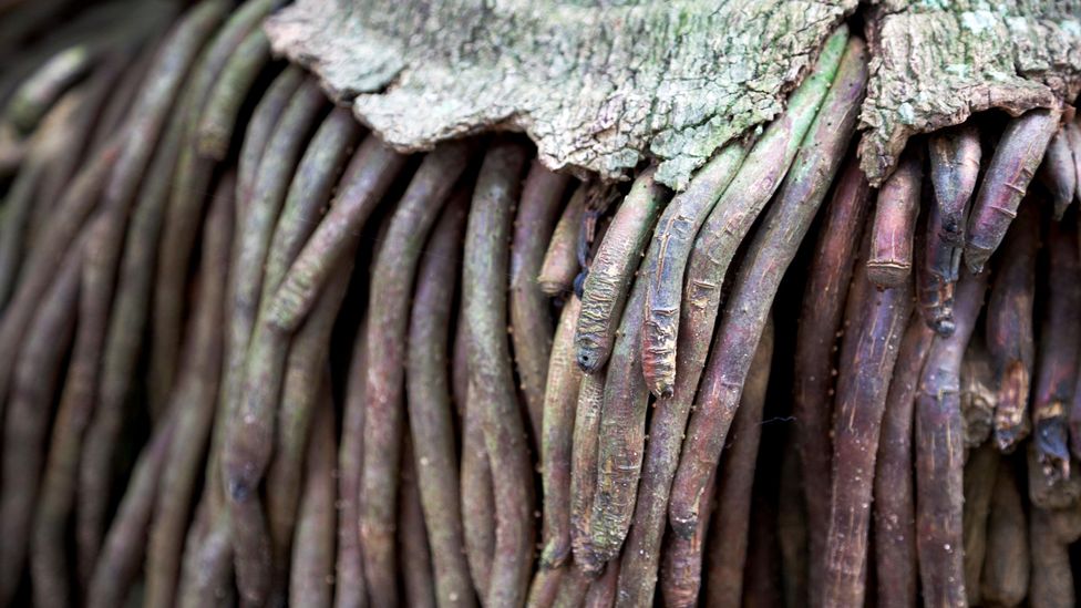 The roots of a palm tree (Credit: Alamy)