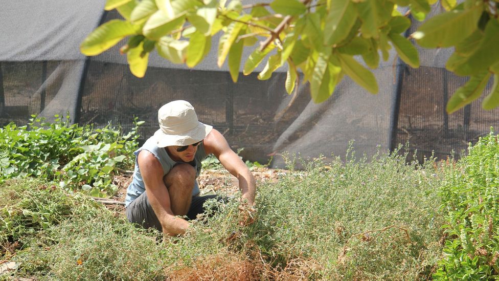 By teaching people to grow what they eat and reduce their waste, Lotan is helping change people's relationships with food (Credit: Israel Images/Alamy)