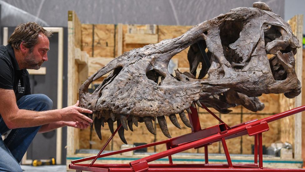 The secret to T. rex's incongrous arms may be with their enormous skulls (Credit: Getty Images)