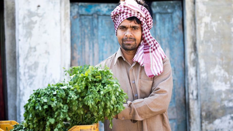 Coriander: The unsung hero of Indian cuisine - BBC Travel