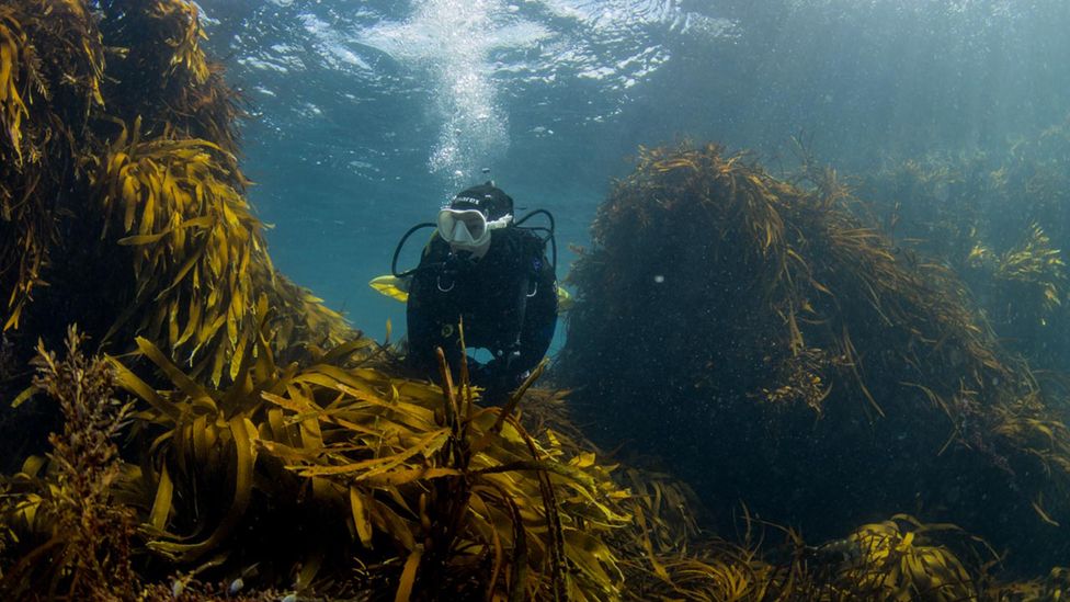 Wellington Underwater Club members enjoying the marine life in Taputeranga Marine Reserve (Credit: Nicole Miller)