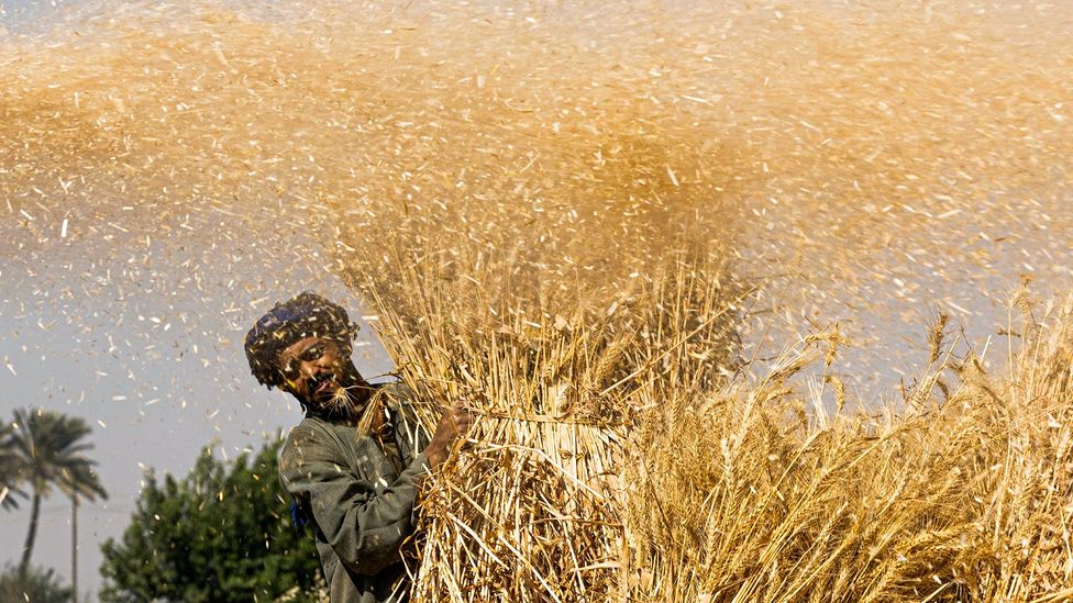 An Egyptian farmer carries a bundle of wheat (Credit: Getty Images)