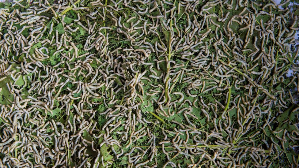 How humanity created 'sky puppies' - BBC Future