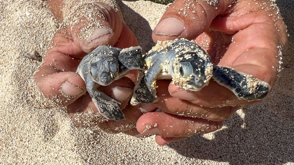 Guanal Beach is home to just-hatched endangered green turtles (Credit: Claire Boobbyer)