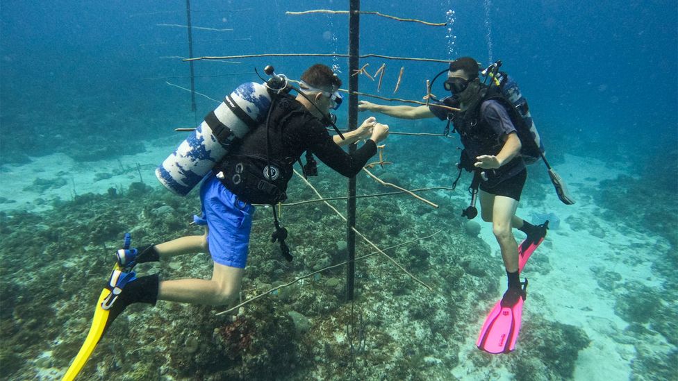 Nene has planted an underwater "tree" to help staghorn coral thrive (Credit: Claire Boobbyer)