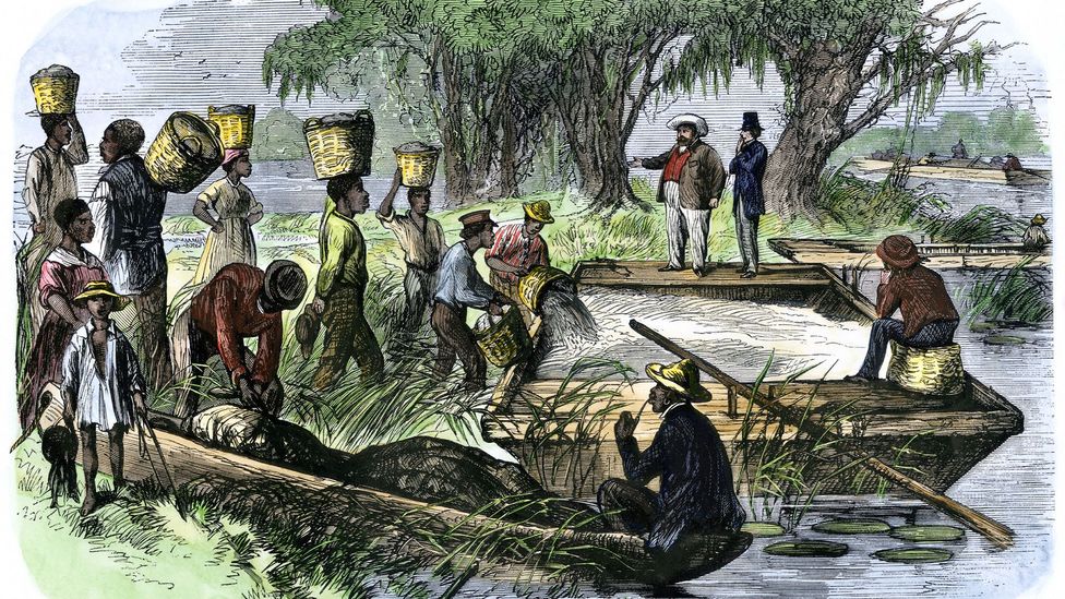 Black labour and rice production made Charleston one of the richest cities in the world (Credit: North Wind Picture Archives/Alamy)
