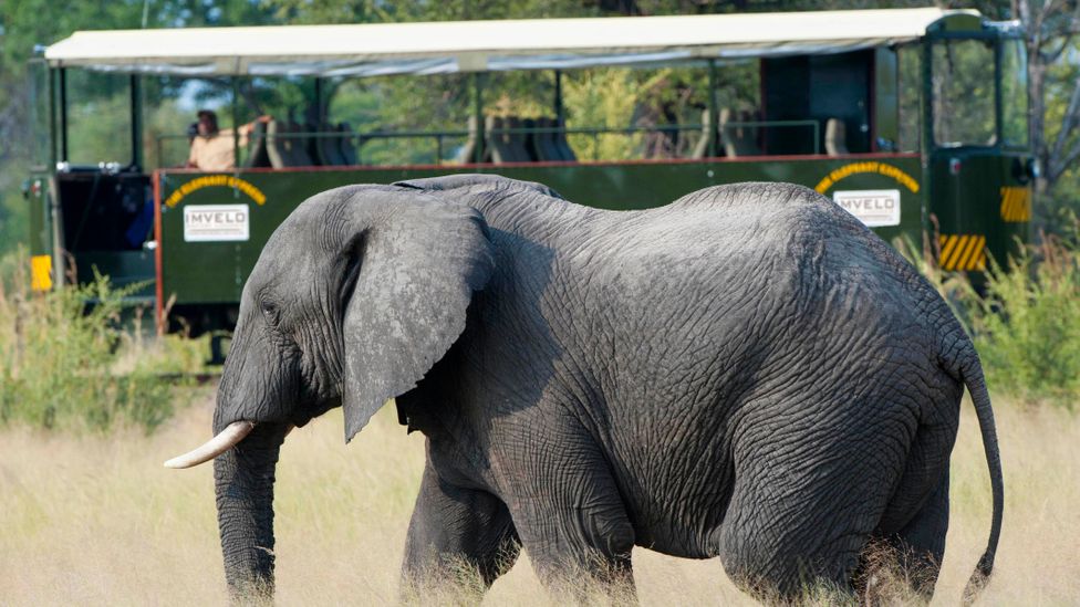 L'Elephant Express offre une expérience de safari unique