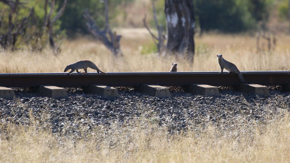 Railroads have been part of the park's story since its founding (Credit: Graham, David/Alamy)