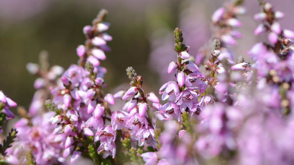 Flowering ling heather colours the landscape and flavours local honey (Credit: Susanne Masters)