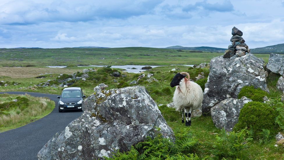 Sheep outnumber cars on the Bog Road through Roundstone Bog (Credit: Tim Graham/Alamy)