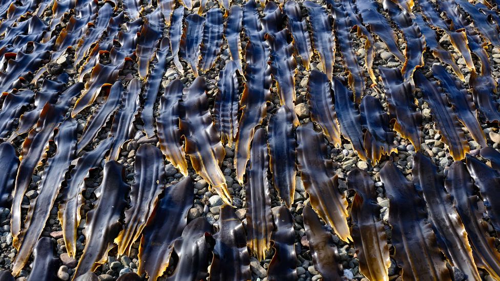 The island is known for its prized konbu (seaweed) and uni (sea urchin) that is used by top restaurants in Kyoto and Tokyo (Credit: Imagenavi/Alamy)