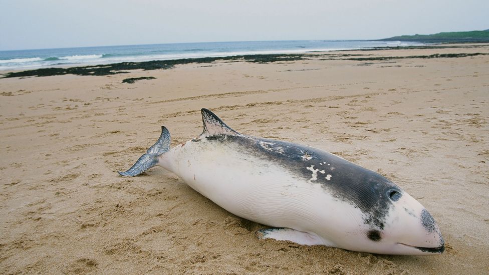 The hidden ocean pollution killing marine mammals - BBC Future