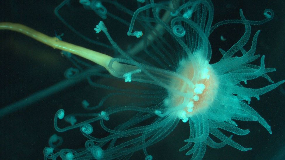 The frozen waters of polar regions are home to strange life such as this Cnidaria (Credit: Universal History Archive/Getty Images)