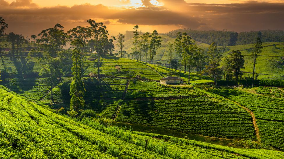 The cool, misty climate in Sri Lanka's hill country creates the perfect conditions for growing tea (Credit: Anton Petrus/Getty Images)
