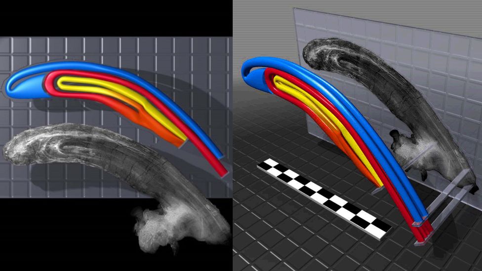 Scientists have been able to digitally reconstruct the Parasaurolophus tubes to help figure out what sounds it might have made (Credit: Tom Williamson)