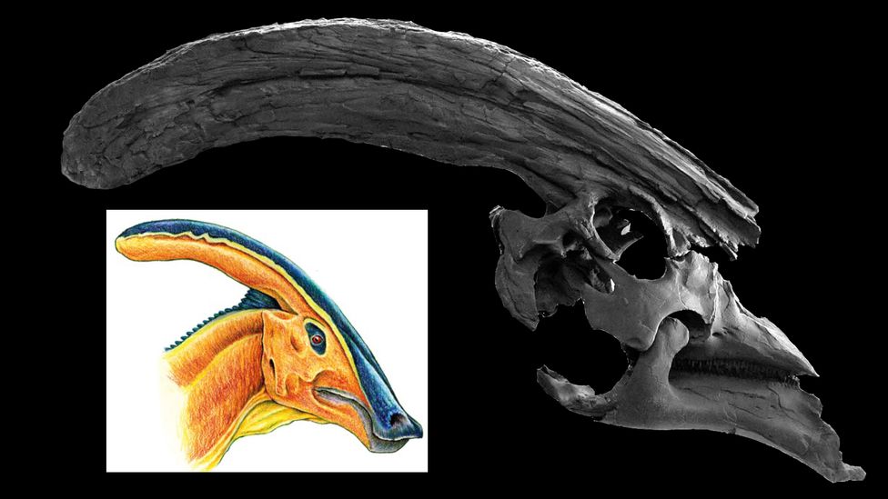 Tom Williamson says the Parasaurolophus’ sounds would have been “otherworldly” (Credit: Tom Williamson)