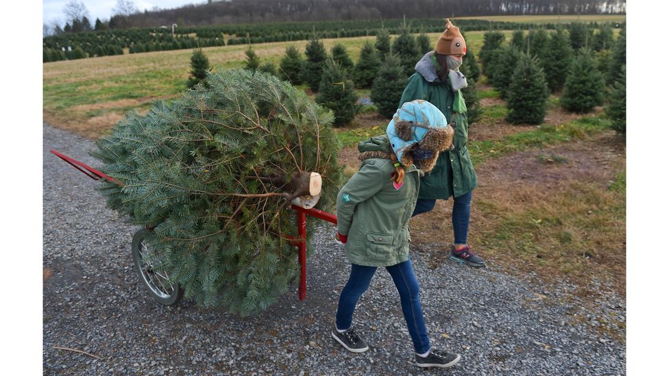 The overlooked benefits of real Christmas trees BBC Future