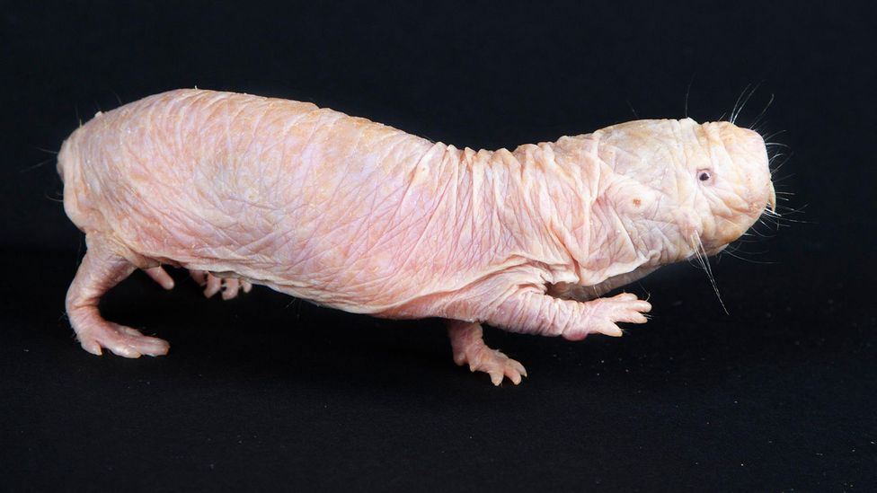 What naked mole-rats can teach us about treating cancer - BBC Future