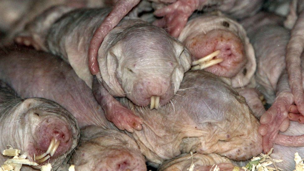 Naked mole-rats live in large underground colonies numbering up to 300 (Credit: Alamy)
