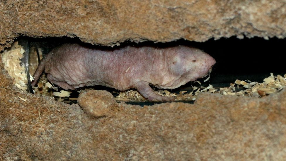 What naked mole-rats can teach us about treating cancer - BBC Future