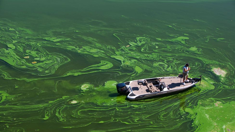 Harmful algal blooms are a major environmental problem in all 50 US states (Credit: Alamy)