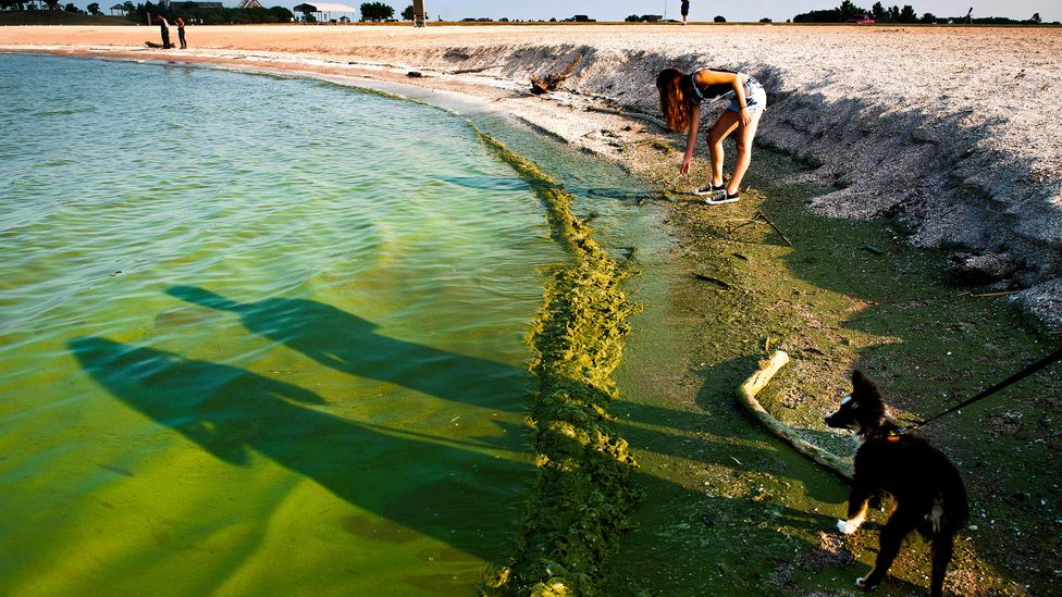 In 2014, a major algal bloom on Lake Erie prompted the city of Toledo, Ohio, to order residents to avoid drinking tap water for three days (Credit: Ty Wright / Getty Images)