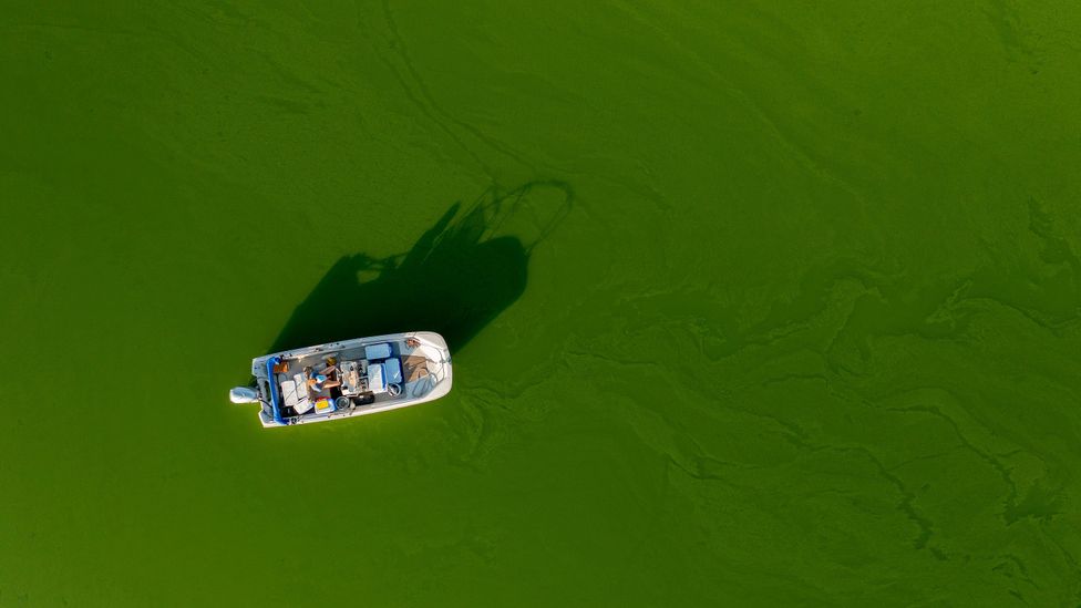 The explosive growth of algal blooms is linked to rising temperatures and rising pollution (Credit: David-McNew / Getty Images)