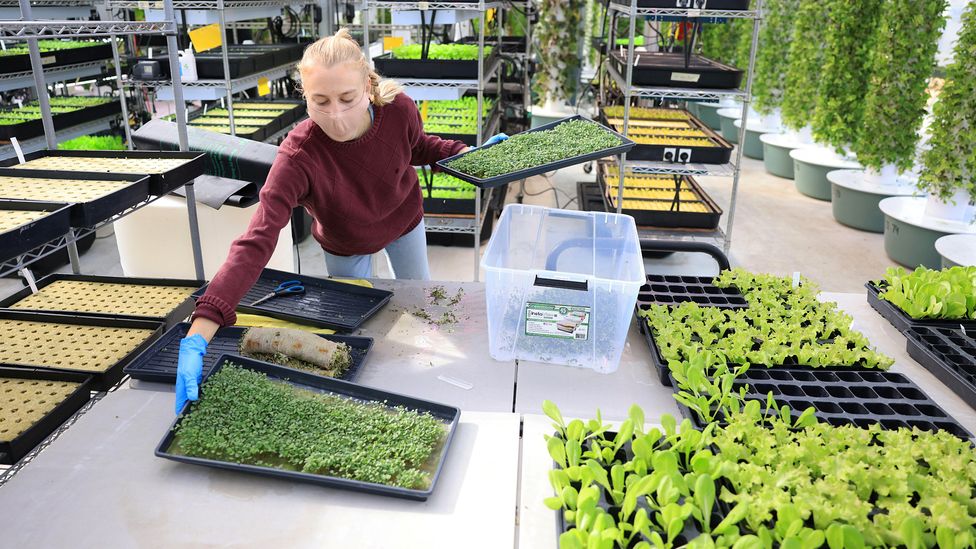 Vertical farms – such as the Altius farm in Denver, Colorado pictured here – is now spreading rapidly (Credit: Kevin Mohatt/Alamy)