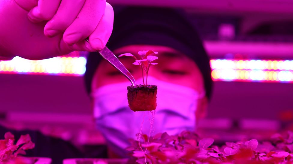 Crops such as lettuce can already be grown indoor, vertical farms – but could we ever see all of our food grown like this? (Credit: Dasril Roszandi/Getty Images)