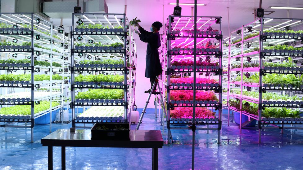 Farmers tend to illuminated vegetable crops inside the Sentral Farm building, in West Java, Indonesia (Credit: Dasril Roszandi/Getty Images)