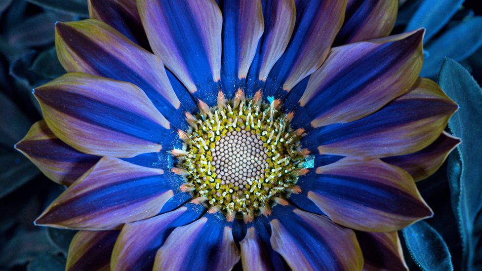 Plant petals reflect UV light to attract bees, as illustrated in this ultraviolet-induced visible fluorescence image of Gazania flowers (Credit: Calvin Jennings/Getty Images)