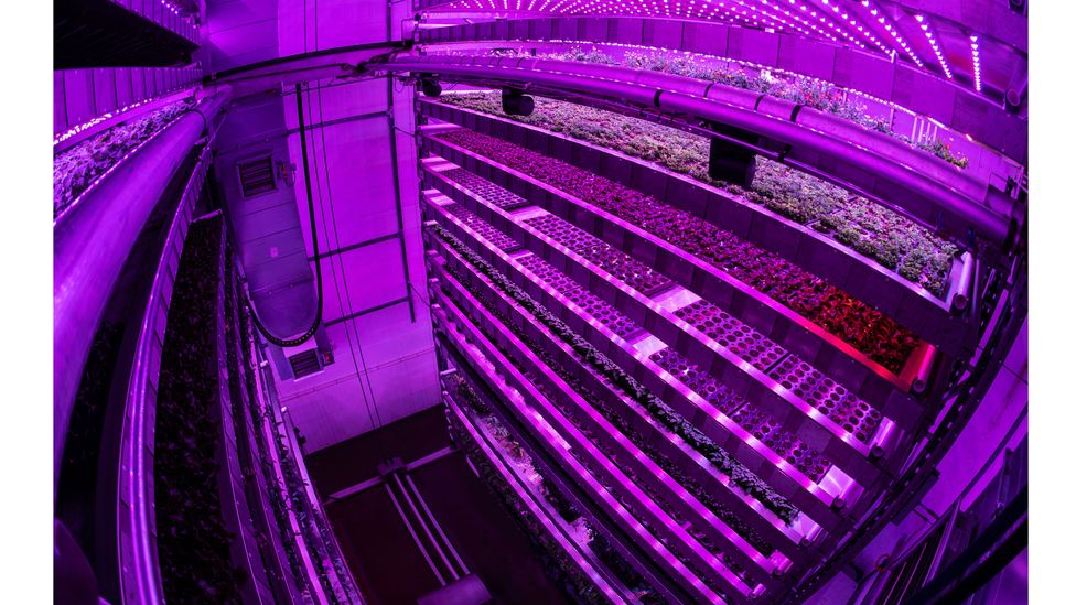 Pink light illuminates a vertical farm in Invergowrie, Scotland. Plants grow best when exposed to mostly blue and red wavelength light (Credit: Andy Buchanan/Getty Images)