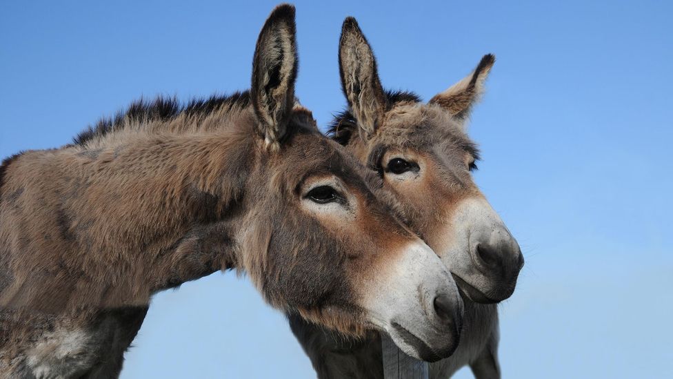 Donkeys have had a surprising role to play in human trade, religion and war through out history (Credit: Ase Ording Reinisch/Alamy)