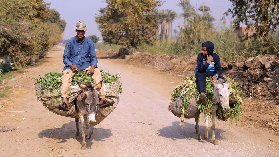 Os burros podem carregar cargas surpreendentes nas costas – suportando com segurança 20-30% do seu próprio peso corporal (Crédito: Fadel Dawod/Getty Images)