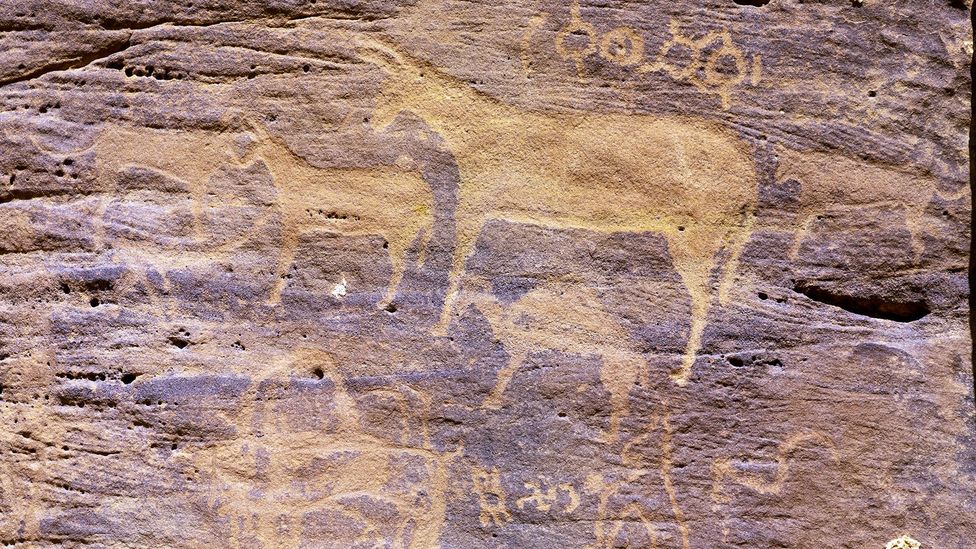 Donkeys were first domesticated from wild asses around 7,000 years ago in East Africa, perhaps helping humans adapt to more arid conditions (Credit: Eric Lafforgue/Getty Images)