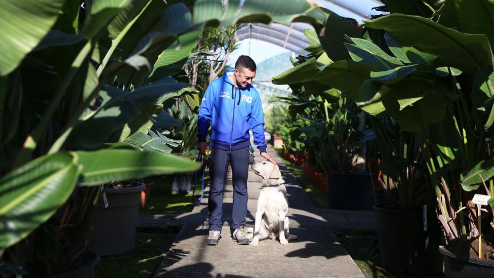 Paco, a very good boy, gets a pat on the head amidst his efforts to detect Xylella (Credit: Agostino Petroni)