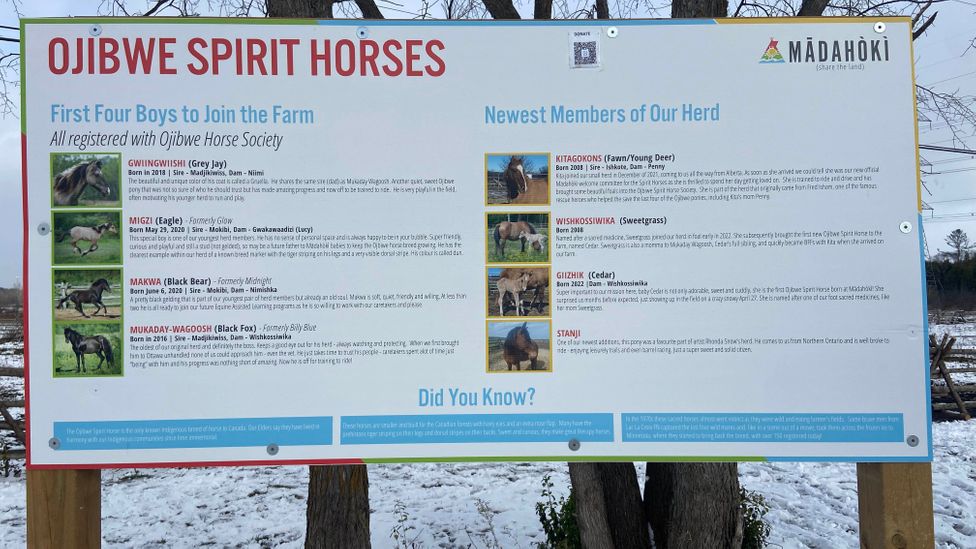 The horses are incorporated into the farm's cultural sharing and education programmes (Credit: Karen Gardiner)