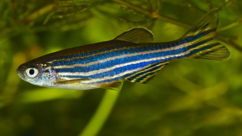 Antibiotics can change the shoaling behaviour of Zebrafish (Credit: Getty Images)