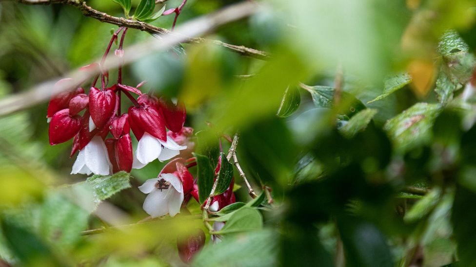 A journey to Earth's most remote flower (Credit: Ben McKechnie)