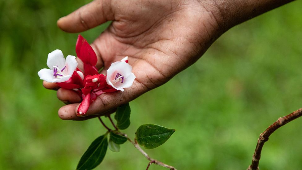 The tagimoucia represents a sort of Fijian Romeo and Juliet that has captured the country's imagination (Credit: Ben McKechnie)