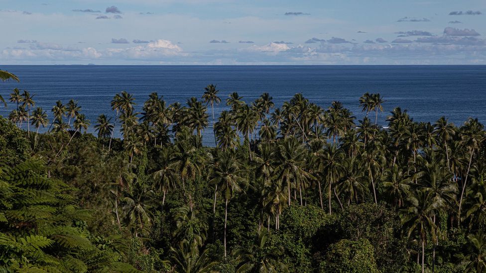 The tagimoucia only grows on one of Fiji's 330 islands, Taveuni (Credit: Ben McKechnie)