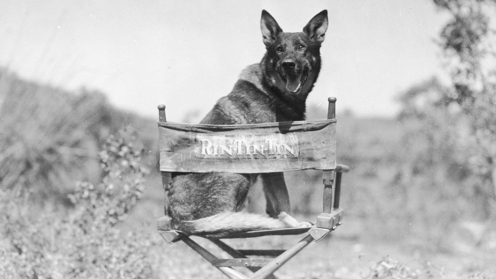 In cinema's early years, animal stars like the German Shepherd Rin Tin Tin were celebrated as much as their human counterparts (Credit: Getty Images)