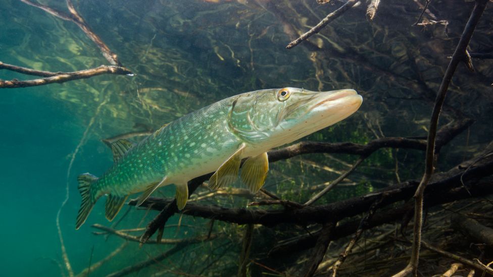 A northern pike swimming in a lake in Germany (Credit: Alamy)