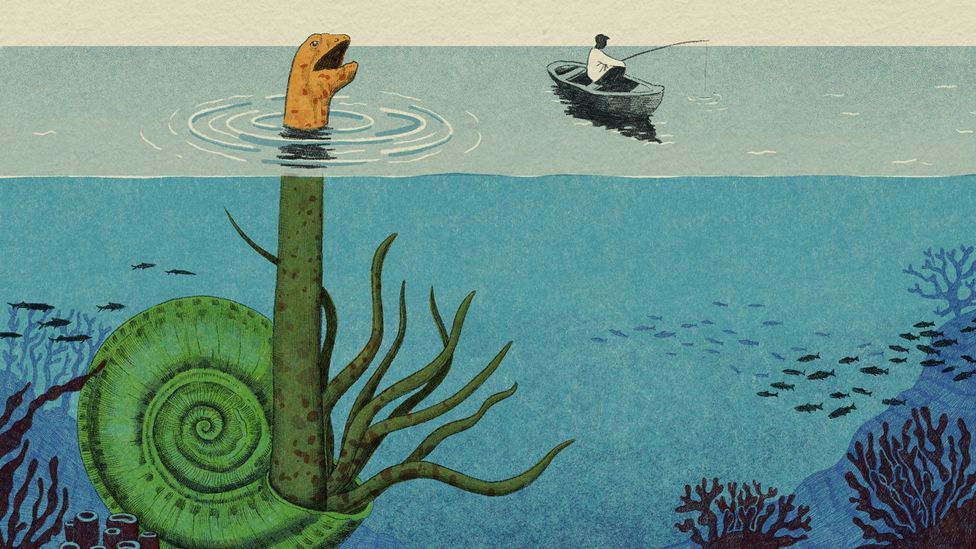 The Unknown Giants Of The Deep Oceans BBC Future