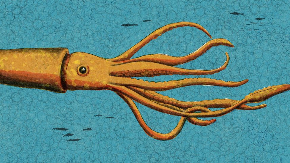 The giant squid had been photographed, but it proved extremely hard to film – until oceanographer Edith Wedder devised a new way to seek it out (Credit: Emmanuel Lafont)