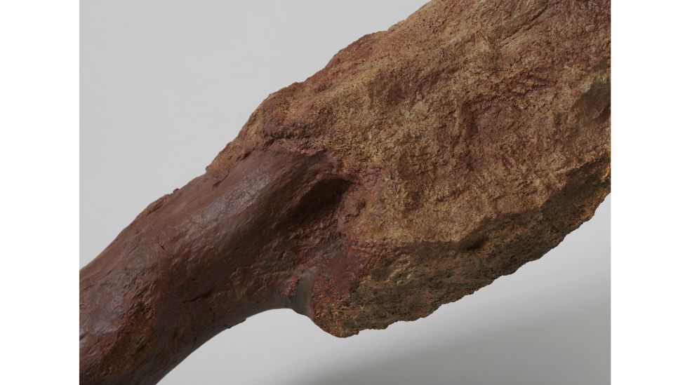 The Centrosaurus' cancer would have been lethal, but the dinosaur was killed by a flood first (Credit: Royal Ontario Museum/ McMaster University)
