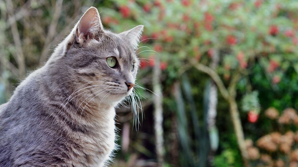 Should New Zealand cats be kept indoors? BBC Future